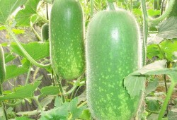 热门大瓜热心的朝阳爆料